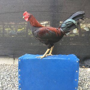 Meet your Posher, Freddy